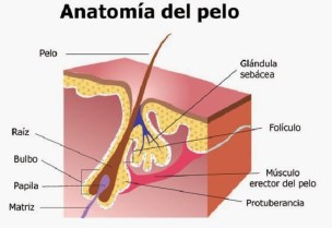 anatomia del pelo