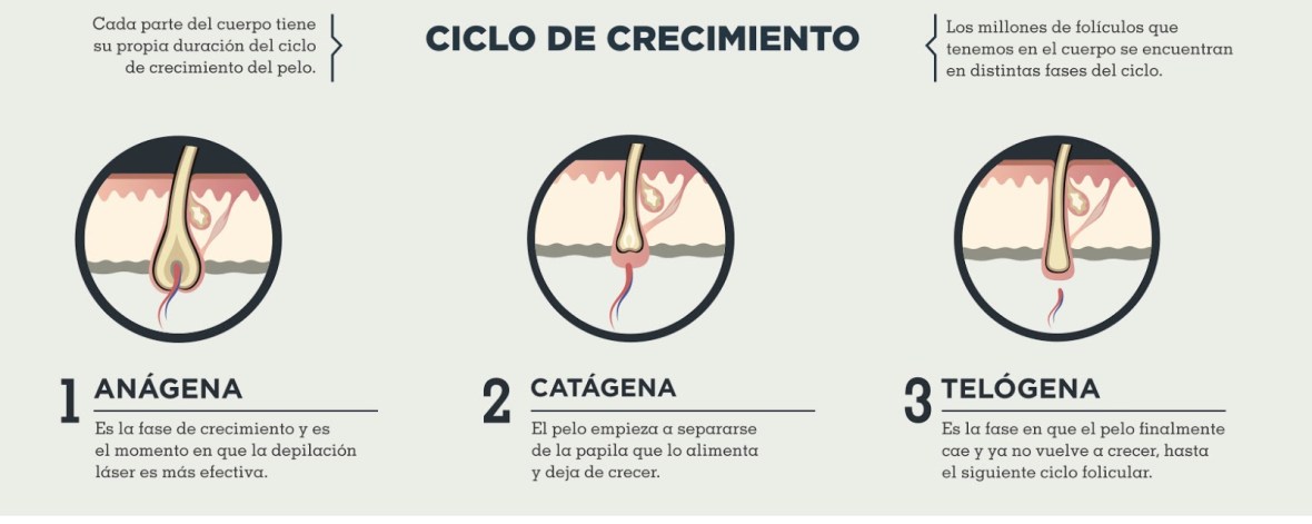 ciclo-crecimiento-vello-2